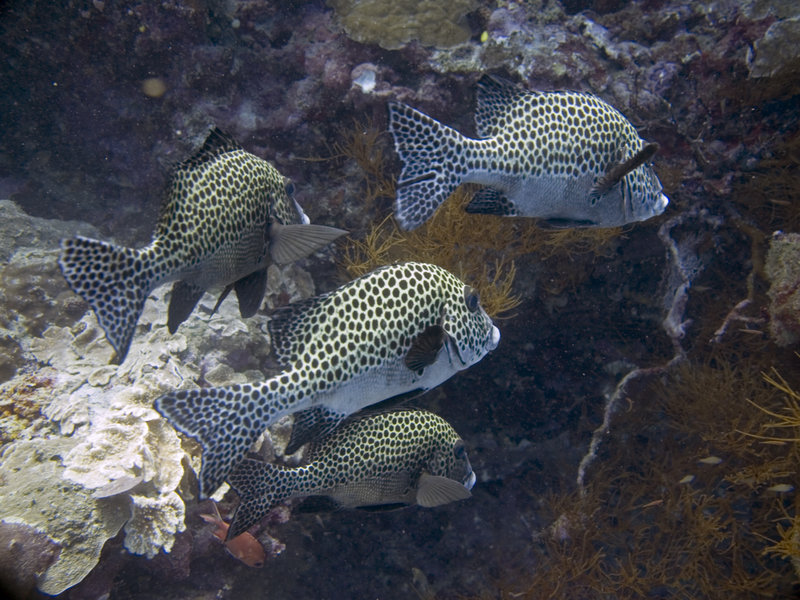 Harlequin Sweetlips, Turtle Tomb